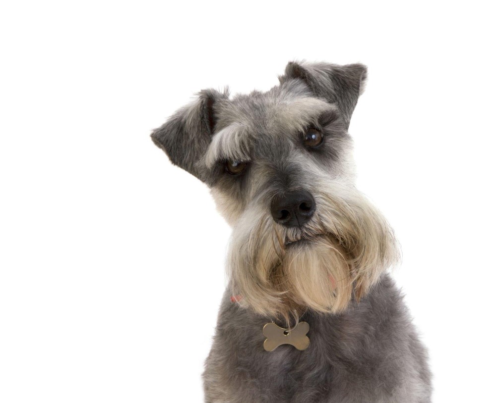 10 Best Hypoallergenic Dog Breeds of 2023 – (Also Cute) 11 Schnauzer